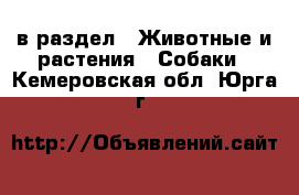  в раздел : Животные и растения » Собаки . Кемеровская обл.,Юрга г.